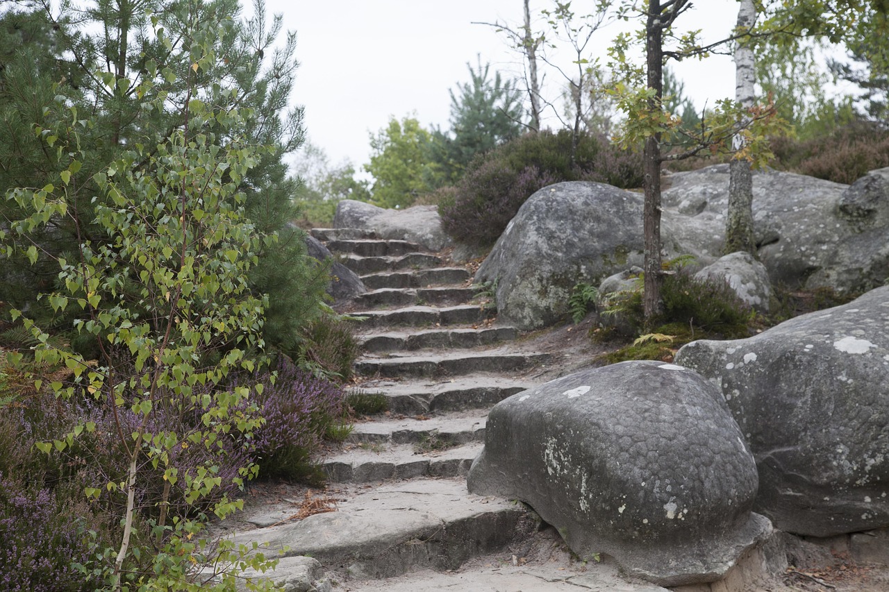 Fontainebleau foret